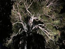 Рассмотрю варианты 