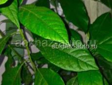 Однолетние саженцы авокадо