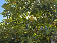 Однолетние саженцы авокадо