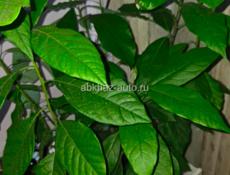 Однолетние саженцы авокадо