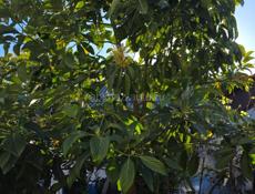 Однолетние саженцы авокадо