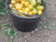 Ищем работу на сбор мандарин 🍊 