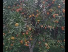 Ищу работу на сбор мандарин 🍊 🍊 🍊 