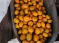 Продажа мандарин 