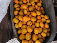 Продажа мандарин 