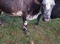 Продаются коровы 