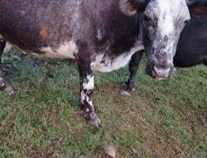 Продаются коровы 