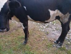 Продаются коровы 