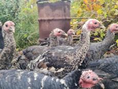 Продажа индюков