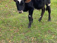 Продаются телята