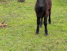 Продаются телята