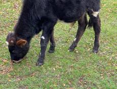 Продаются телята