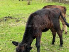 Продаются телята