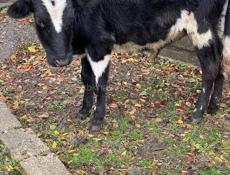 Продаются телята