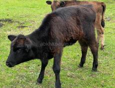 Продаются телята 
