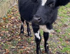 Продаются телята