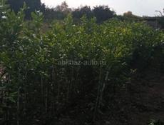 В продаже саженцы 