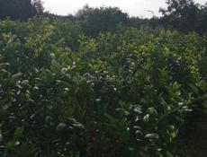 В продаже саженцы