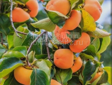 Продаю хурму плоскую 