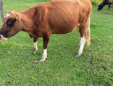 Продает корова