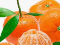 Ищу работу на сбор мандарин 