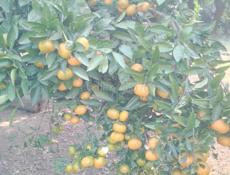 мандарин продаю