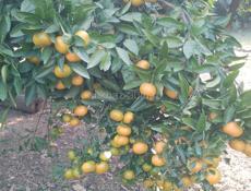 мандарин продаю