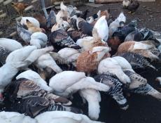 Продаются индюшата