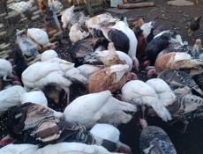 Продаются индюшата