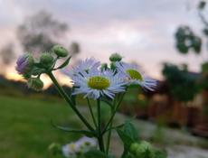 Сдам домики 