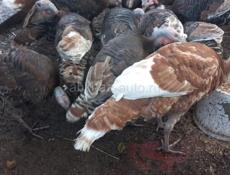 Продаю Индюшки