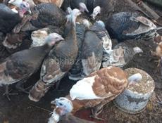 Продаю Индюшки