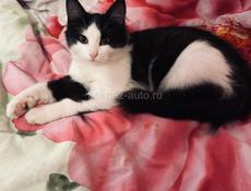 Кошечка Муся 