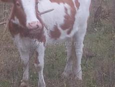 Продаётся корова высший сорт