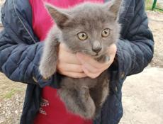 Отдам котят