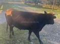ПРОДАЕТСЯ БЫЧОК 