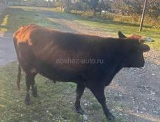 ПРОДАЕТСЯ БЫЧОК 