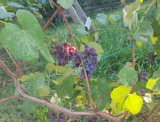 В продаже жилой дом ,довоенны,Сухум