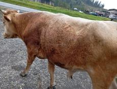 Продаётся бык