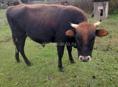 Продаю быка срочно 