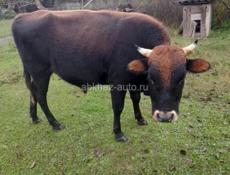 Продаю быка срочно 