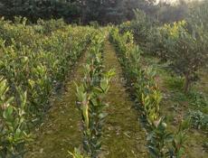 Продаются раннеспелые сорта цитрусовых 