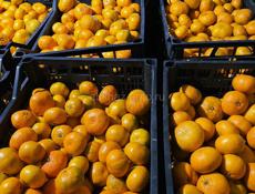 Продаю собранные мандарины в п.Гулрыпш