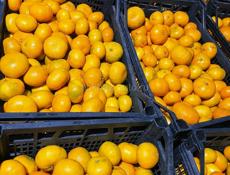 Продаю собранные мандарины в п.Гулрыпш