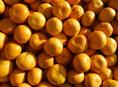 Продаем мандарины собранные