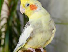 Карела нимфа