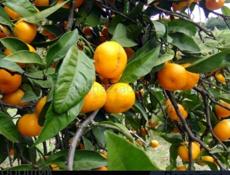 Читайте внимательно!Собираем мандарин 🍊🍊🍊