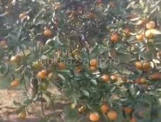 мандарин продаю очен много до 100тонн , цена по 80 рублей, сборка мая переборка ваш