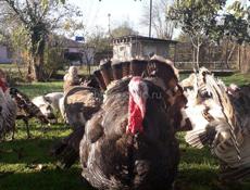 Продаются индюшки