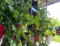 Гостевой дом 